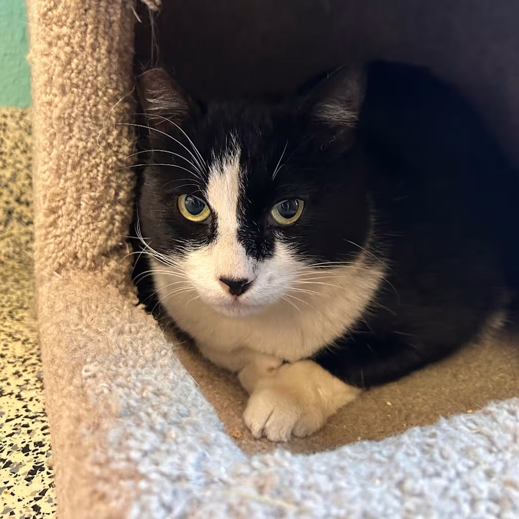 9-Pocket Blue Cat Hoodie Binder